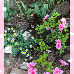 庭の花🌸/チューリップ/アザレアと花かんざし/マーガレット マーガレットが綺麗です😊
アザレアと花か…(2枚目)
