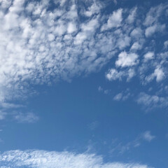 フォロー大歓迎/季節/わんこ同好会/わんこ/大好きな梨/まりん/... 秋の空は高いですね。
青い空に雲がたくさ…(2枚目)