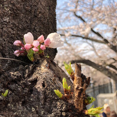 ペット/ペット仲間募集/犬/わんこ同好会/風景/春の一枚 途中、木の根っこや
木の途中に可愛い桜🌸…(2枚目)
