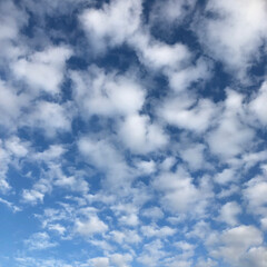 わんこ同好会/柿/ポメラニアン/月見草/ひまわり🌻/青空/... 昨日の朝んぽです。
空は青空も見えてまし…(2枚目)