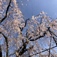 花見🌸/枝垂れ桜 24日の水曜日に近所のお寺の枝垂れ桜を
…(4枚目)