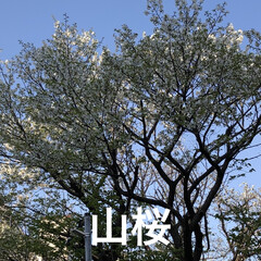 ムスカリ/フリージャ/花梨の木/山桜/まりん こんばんは♪
まりんです😊
花梨の木に花…(7枚目)