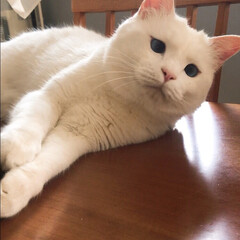 ACTUSテーブル/白猫マロ/ペット また何か食べてるニャ！かーたん後悔するじ…(1枚目)