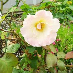 バラ/グリーン わが家のバラの「マチルダ」、咲き始めまし…(1枚目)