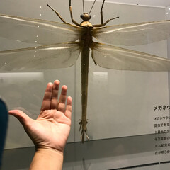 スコティッシュフォールド/昆虫展/国立科学博物館/ペット/おでかけ 話題の昆虫展へ行って来ました。
観覧しな…(1枚目)