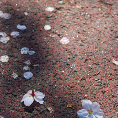 桜/花/桜吹雪/花見/散歩/グルメ/... 散りゆく桜もまた美しい(1枚目)
