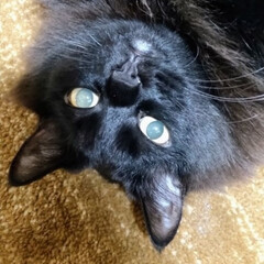 黒猫さん/ペット/お疲れ様/保護猫/猫さん大好き 朝のクッキーにゃん😺
まだまだ、寒いスト…(1枚目)