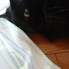 お洗濯/黒猫/タオル気持ちいい/ペット おはようございます(^^)
洗濯物をたた…(1枚目)