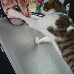 北海道/猫パンチ/ペット/猫 友達の「トロちゃん」車に乗り込み、猫パン…(5枚目)