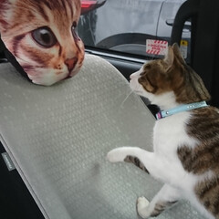 北海道/猫パンチ/ペット/猫 友達の「トロちゃん」車に乗り込み、猫パン…(3枚目)