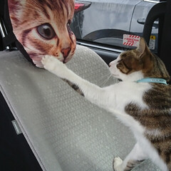 北海道/猫パンチ/ペット/猫 友達の「トロちゃん」車に乗り込み、猫パン…(1枚目)