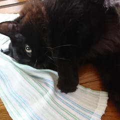 お洗濯/黒猫/タオル気持ちいい/ペット おはようございます(^^)
洗濯物をたた…(2枚目)