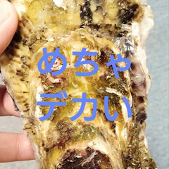 幸せ♥/北海道に来たら牡蠣食べて！/なまら上手い/北海道寿都牡蠣 今日北海道なまら暑い💦
今日はなまら、デ…(3枚目)