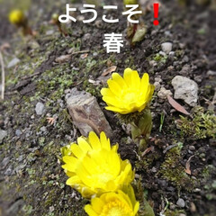 花/春/フクジュソウ/フォロー大歓迎/風景/小さい春 お彼岸のお参りに行ってきました❕
北海道…(2枚目)