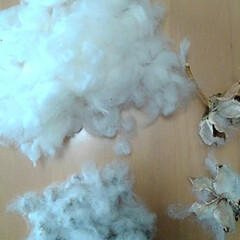 綿花 種まき用に　綿花を2つ　綿と　種に　分け…(4枚目)