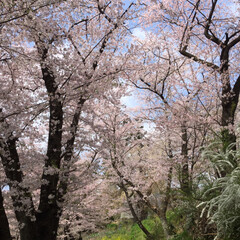 花見/春のフォト投稿キャンペーン/春/おでかけ ゆっくり楽しみたい桜ですが🌸(2枚目)