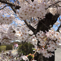 花見/春のフォト投稿キャンペーン/春/おでかけ ゆっくり楽しみたい桜ですが🌸(1枚目)