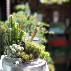サボテンの花/古道具のある暮らし/ブロカント/サボテン/ジャンクガーデン/多肉寄せ植え/... 古道具屋さんで買った
アウトドア用品のや…