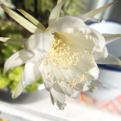 癒し/ブロカント/ジャンクガーデン/多肉のある暮らし/サボテンの花/サボテン/... 今日サボさんのお花が
咲きました〜😆

…(2枚目)