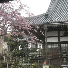 お寺/さくら/桜/春 昨日は父の四十九日のお参り

天候は雨で…(3枚目)