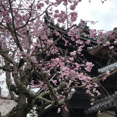 お寺/さくら/桜/春 昨日は父の四十九日のお参り

天候は雨で…(2枚目)