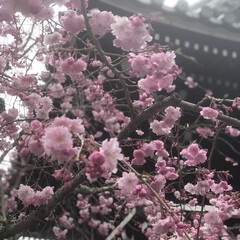 お寺/さくら/桜/春 昨日は父の四十九日のお参り

天候は雨で…(1枚目)