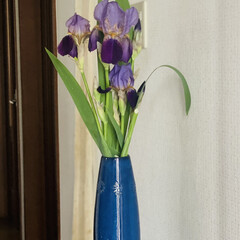 クレマチス/花のある暮らし/ナチュラル 花瓶大きいのにちょっと短く切りすぎた😅
…(3枚目)
