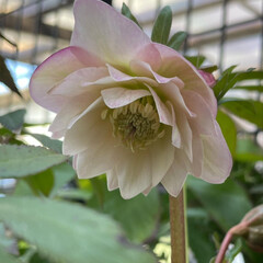 春の訪れ/初咲き/クリスマスローズ/花のある暮らし 実生苗で購入してから何年越し⁉︎やっと咲…