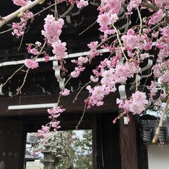 お寺/さくら/桜/春 昨日は父の四十九日のお参り

天候は雨で…(4枚目)