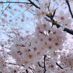 家具 出遅れましたが３月末の桜です😌
もう散っ…(1枚目)