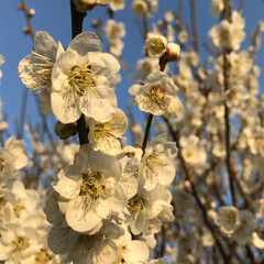 花/散歩/おでかけ 庭の梅
今年も満開🎶
いい香りで癒される♡(1枚目)