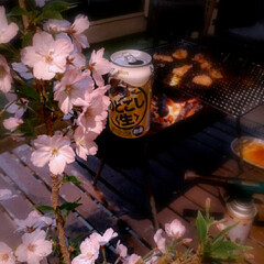 「庭で夜桜🌸BBQ😋🍻
先々週の週末の写真…」(1枚目)