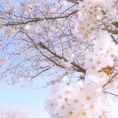 春/散歩/桜 春の訪れ•*¨*•.¸¸☆*･ﾟ

ゆっ…(1枚目)