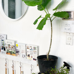 植物のある暮らし/ボタニカルライフ/植物/雑貨/住まい/イケア/... 大きな植物を棚の上に置いてみたくて、よく…(1枚目)