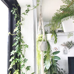 シュガーバイン/グリーンのある暮らし/植物のある暮らし/植物/DIY/雑貨/... 窓に棚をつけて植物を置いていますが
たく…(1枚目)