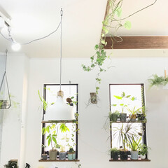 フェイクグリーン/植物/植物のある暮らし/グリーンのある暮らし/グリーン/DIY/... 天井にもグリーンを飾っています(^^)
…(1枚目)
