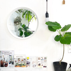 植物/ボタニカルライフ/植物のある暮らし/お片付け/雑貨/住まい/... IKEAの丸ミラーに家の植物たちがうつる…(1枚目)