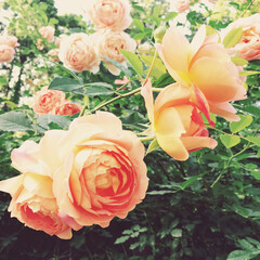 薔薇/おでかけ 七ツ洞公園(1枚目)