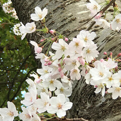 見頃/満開の桜/満開/上手/囀り/さえずり/... こんばんは(o^^o)
いつもありがとう…(1枚目)