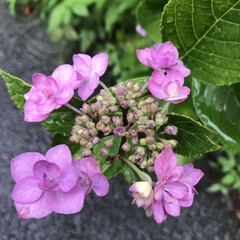 曇り/梅雨/紫陽花/あじさい/花の写真/お花の写真/... こんにちは(o^^o)
いつもありがとう…