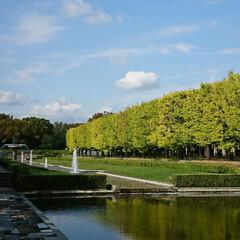昭和記念公園/銀杏/紅葉 昭和記念公園の紅葉はまだ、こんな感じです…(2枚目)