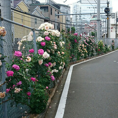香り/嗅ぐ/線路/電車/薔薇/バラ 毎年近所を走る電車の線路沿いのフェンスに…(3枚目)