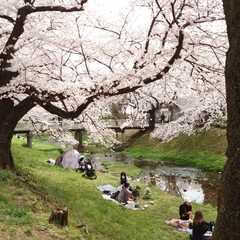 満開/サクラ/桜/親子/お弁当/根川/... おはようございます(*ˊᵕˋ*)
またま…