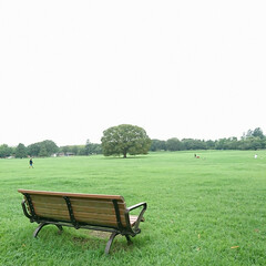 キバナコスモス/百日紅/いつもの公園/おでかけワンショット 涼しさに誘われて いつもの公園へ久しぶり…