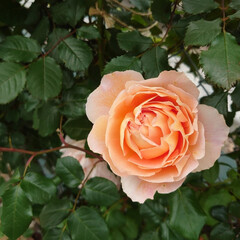 満開/綺麗/毎年/線路脇/バラ 今年も満開のバラが綺麗に咲いていました
…(4枚目)