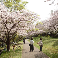 4月1日/ケーキ/アイスクリーム/満開/サクラ/桜 今日から4月(๑˙o˙๑)あっという間に…