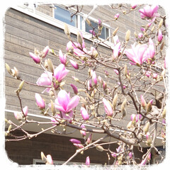 今年も/暖かい日/木蓮/溢れる/🌱から/満開/... おはようございますˉ̡̠̭̭"( ⑉¯ …