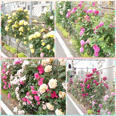 満開/綺麗/毎年/線路脇/バラ 今年も満開のバラが綺麗に咲いていました
…(8枚目)