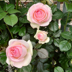 満開/綺麗/毎年/線路脇/バラ 今年も満開のバラが綺麗に咲いていました
…(6枚目)