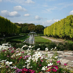 昭和記念公園/銀杏/紅葉 昭和記念公園の紅葉はまだ、こんな感じです…(3枚目)